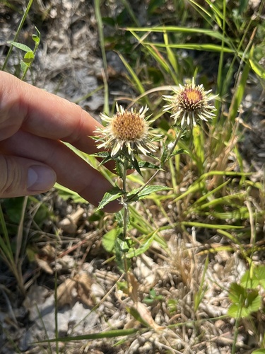 Carline Thistle