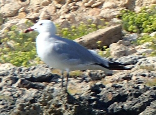 Audouin's Gull