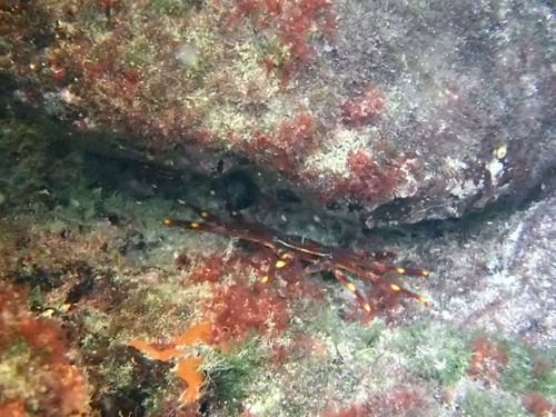Nimble Spray Crab