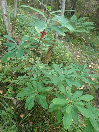 Mezereon