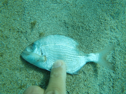 White Sea Bream