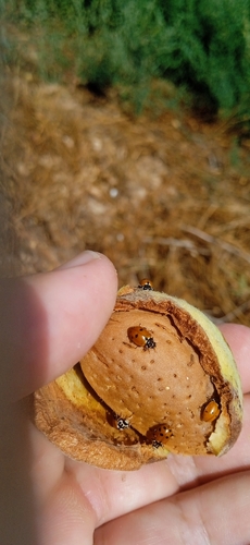 Variegated Lady Beetle