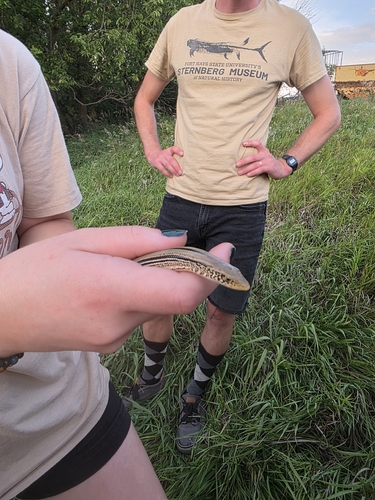 Slender Glass Lizard