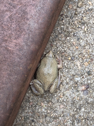Western Narrow-mouthed Toad