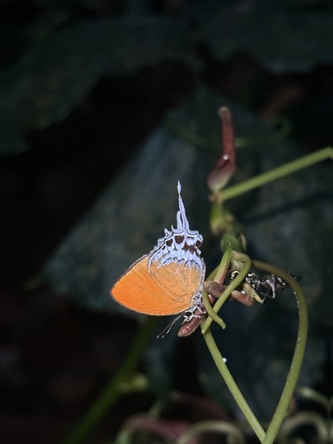 Eooxylides tharis