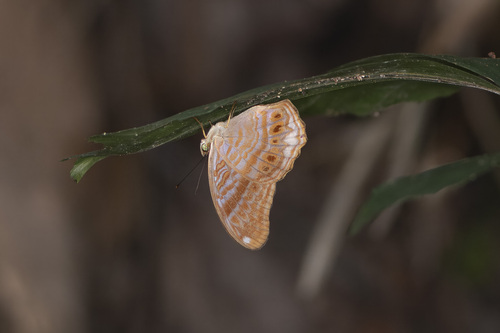 Terinos terpander robertsia