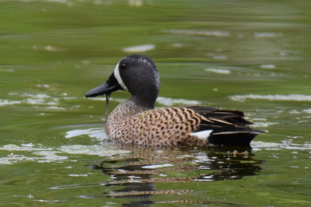 Ducks, Geese, and Swans from Clapp Park, Lubbock, TX, USA on April 21
