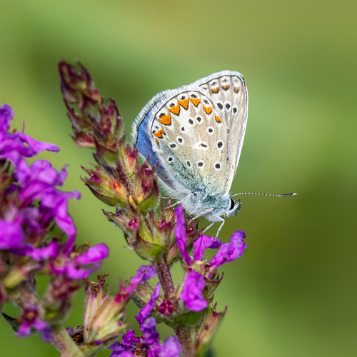 Common Blue