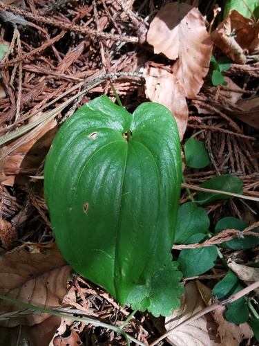 May Lily