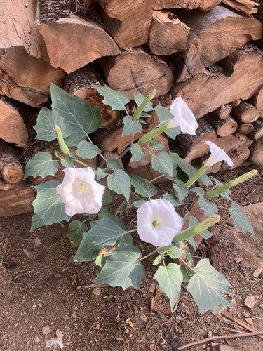Sacred Datura