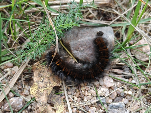 Fox Moth