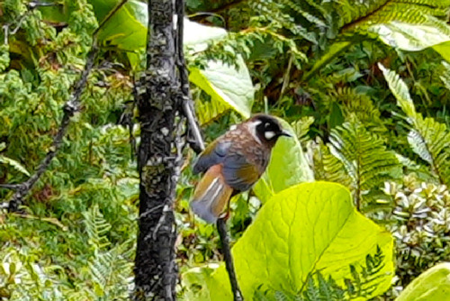 Black-faced Laughingthrush