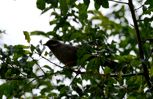 Prince Henry's Laughingthrush