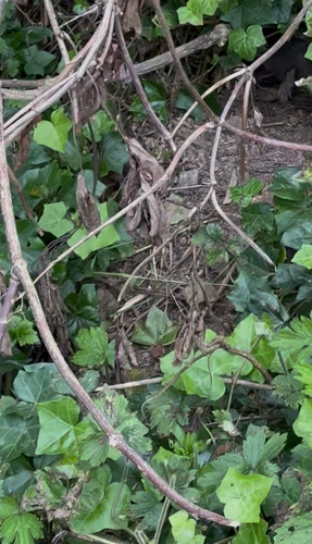 Mountain Beaver