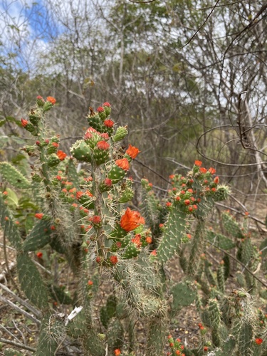 Tacinga palmadora