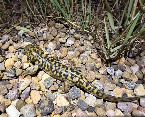 Western Tiger Salamander