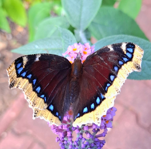 Mourning Cloak