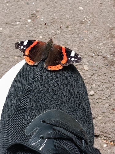 Red Admiral