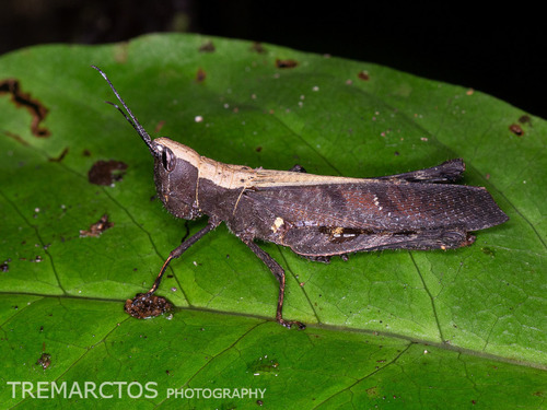 (Phaeoparia)