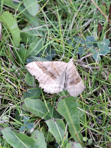 Shaded Broad-bar