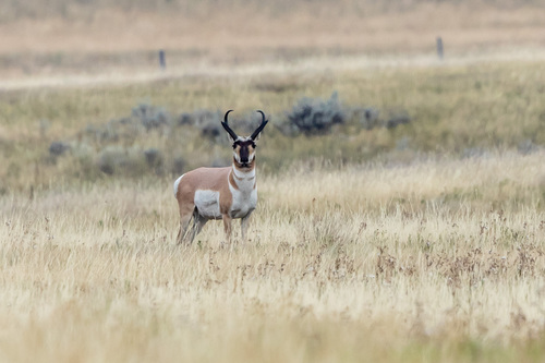 Pronghorn