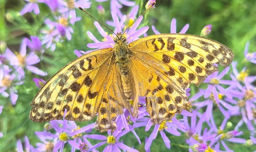 Silver-washed Fritillary