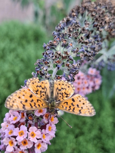 Eurasian Silver-bordered Fritillary