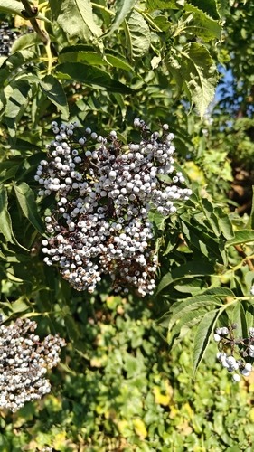 blue elder