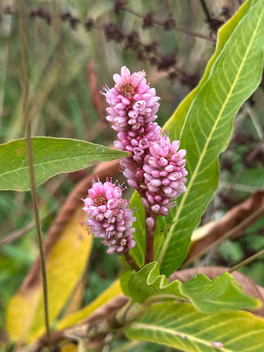 water smartweed