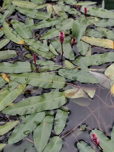 water smartweed