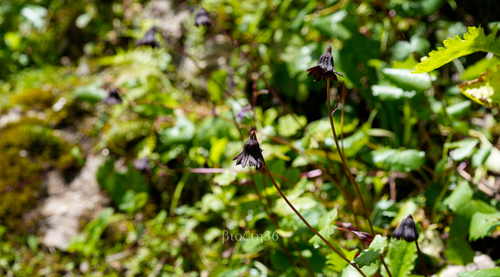 Cremanthodium bomiense