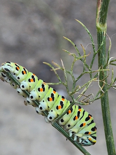 Old World Swallowtail