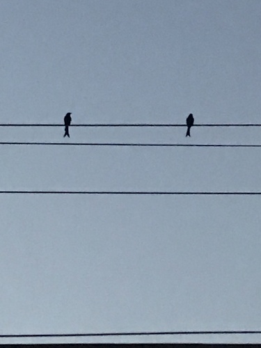 Fork-tailed Drongo