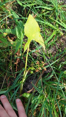 Arumleaf Arrowhead