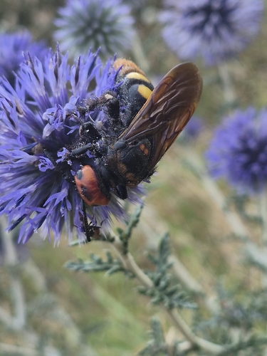 Mammoth Scoliid Wasp