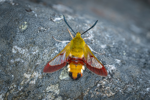 Broad-bordered Bee Hawkmoth