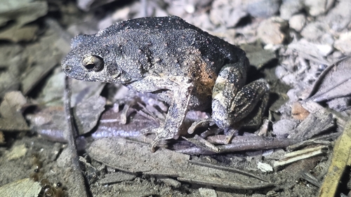 Freiberg's Foam-Frog