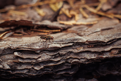 iNaturalist observation photo of Schizophoran Flies