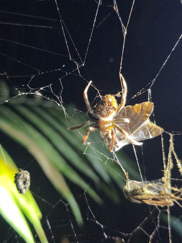 Tropical Orb Weaver