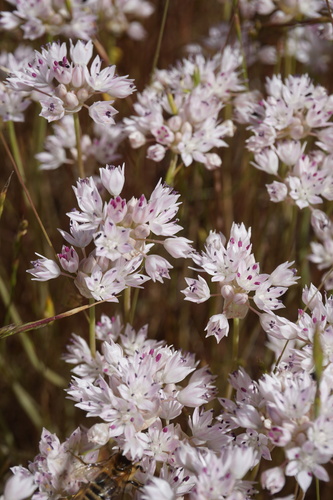 Allium amplectens Torr.