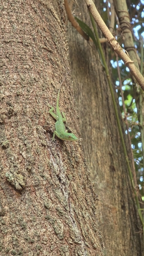 Amazon Green Anole