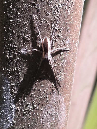 Dossenus marginatus