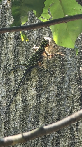 Collared Treerunner