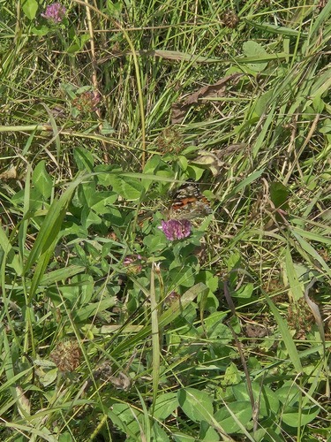 Painted Lady
