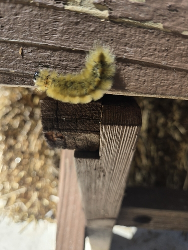 Banded Tussock Moth