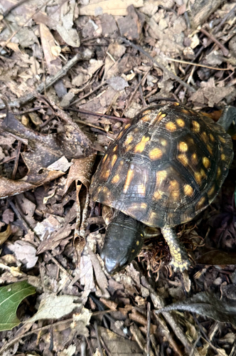 Eastern Box Turtle