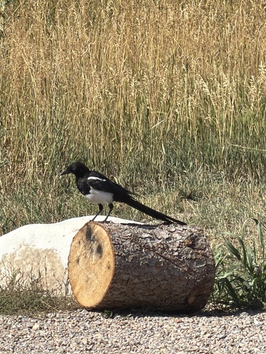 Black-billed Magpie