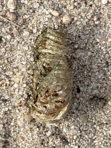 European Mantis