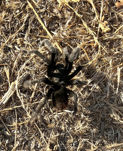 iNaturalist observation photo of Steindachner's Ebony Tarantula