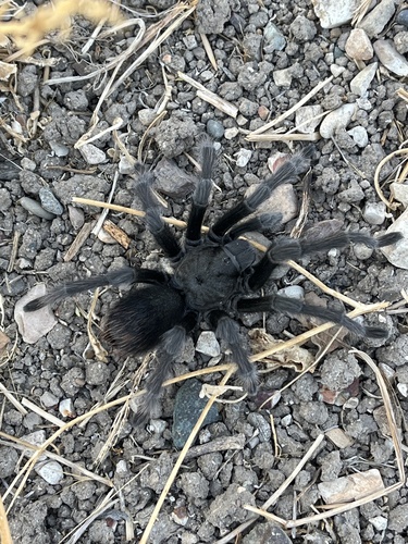 iNaturalist observation photo of Steindachner's Ebony Tarantula